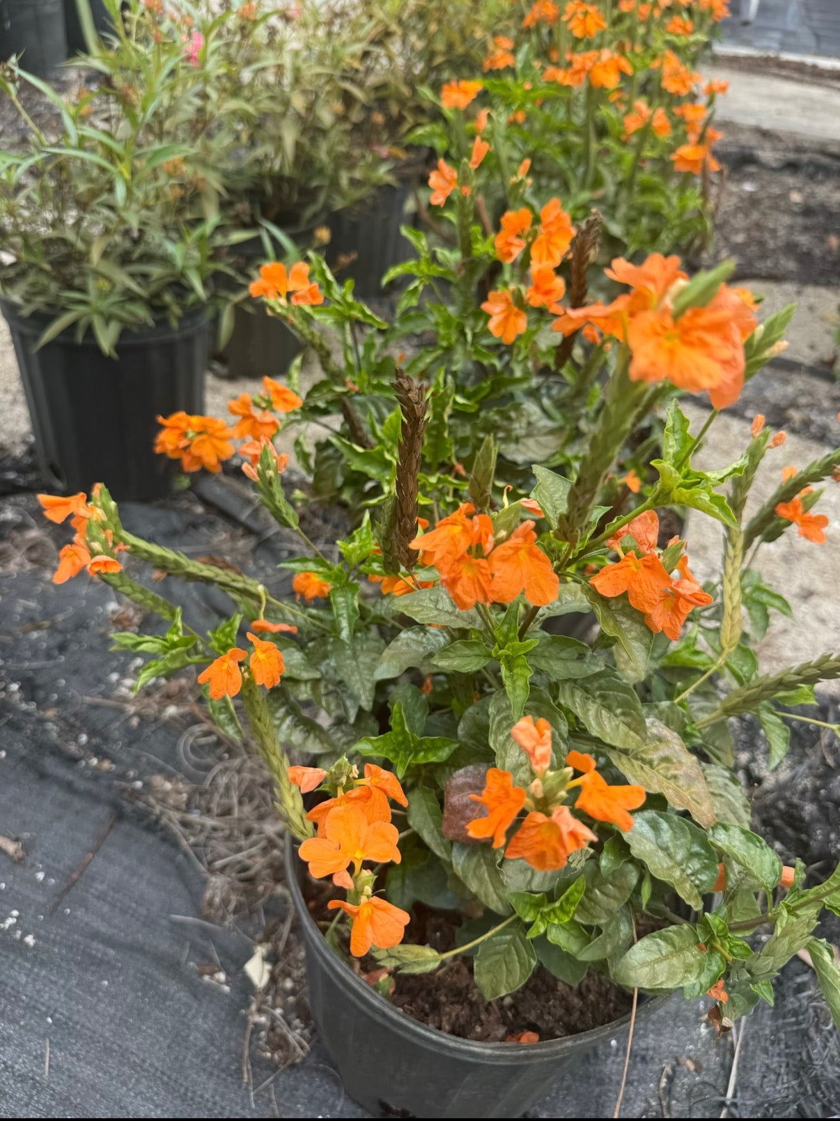 Crossandra