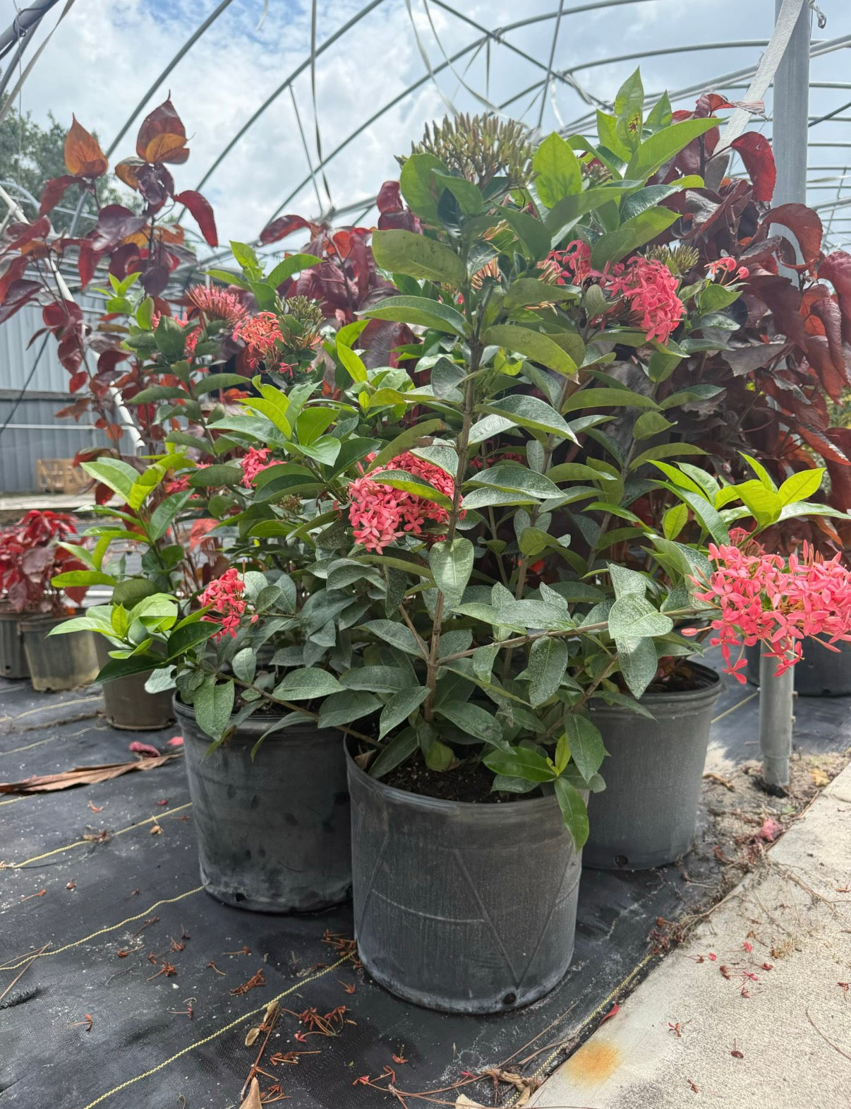 Panama Rose