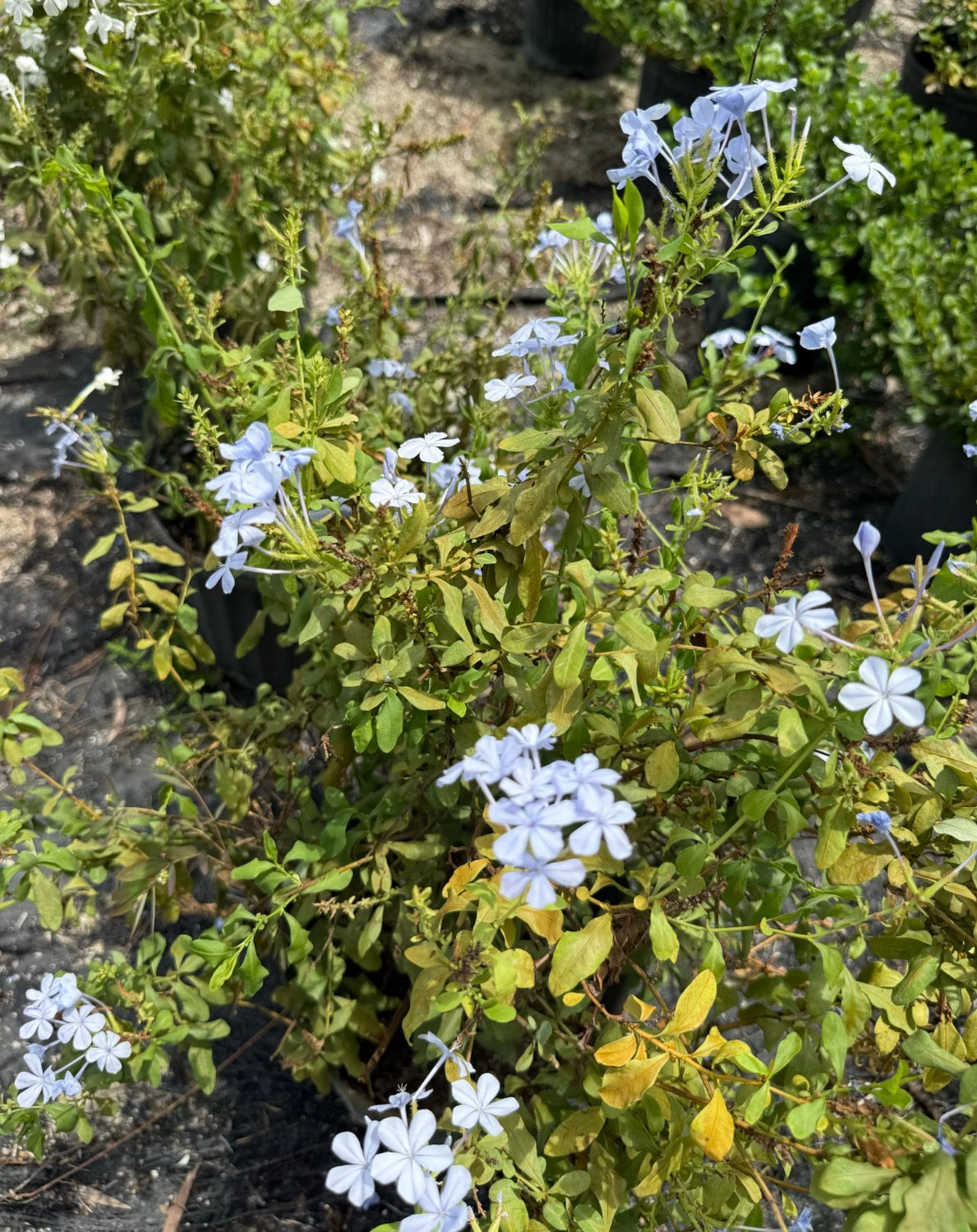 Plumbago Blue