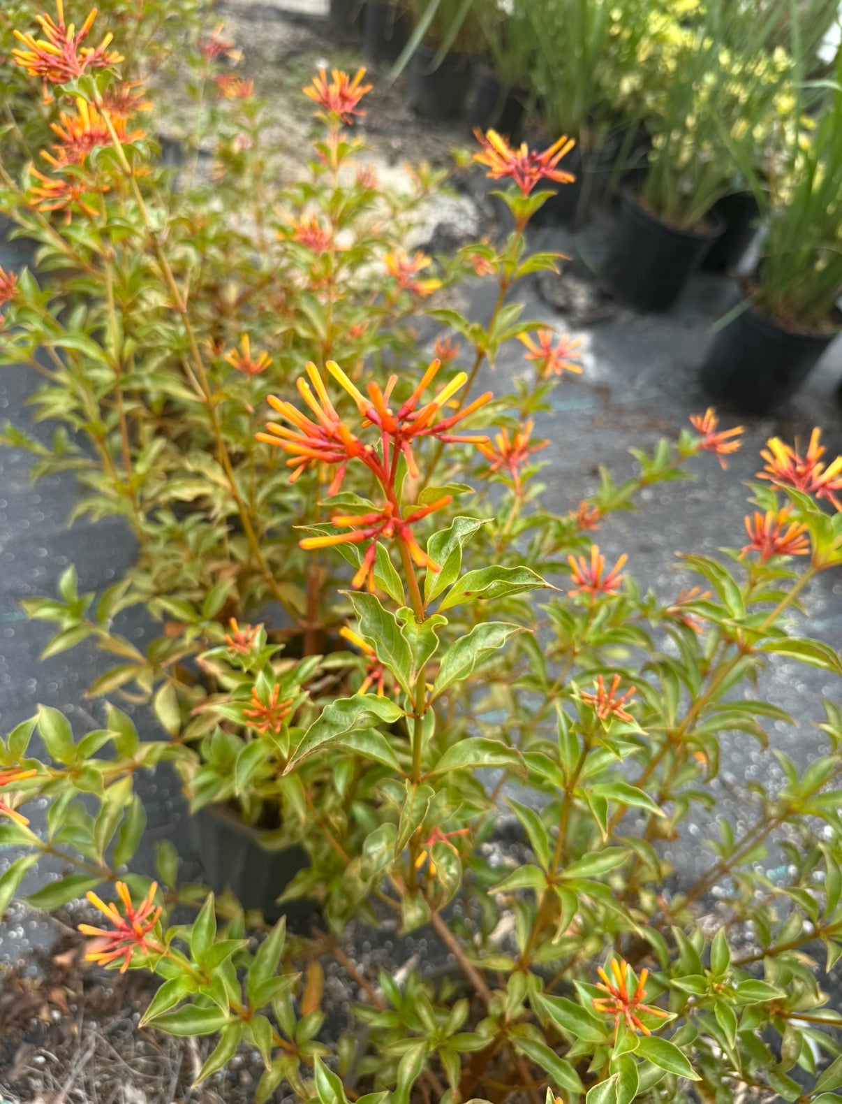Fire Bush