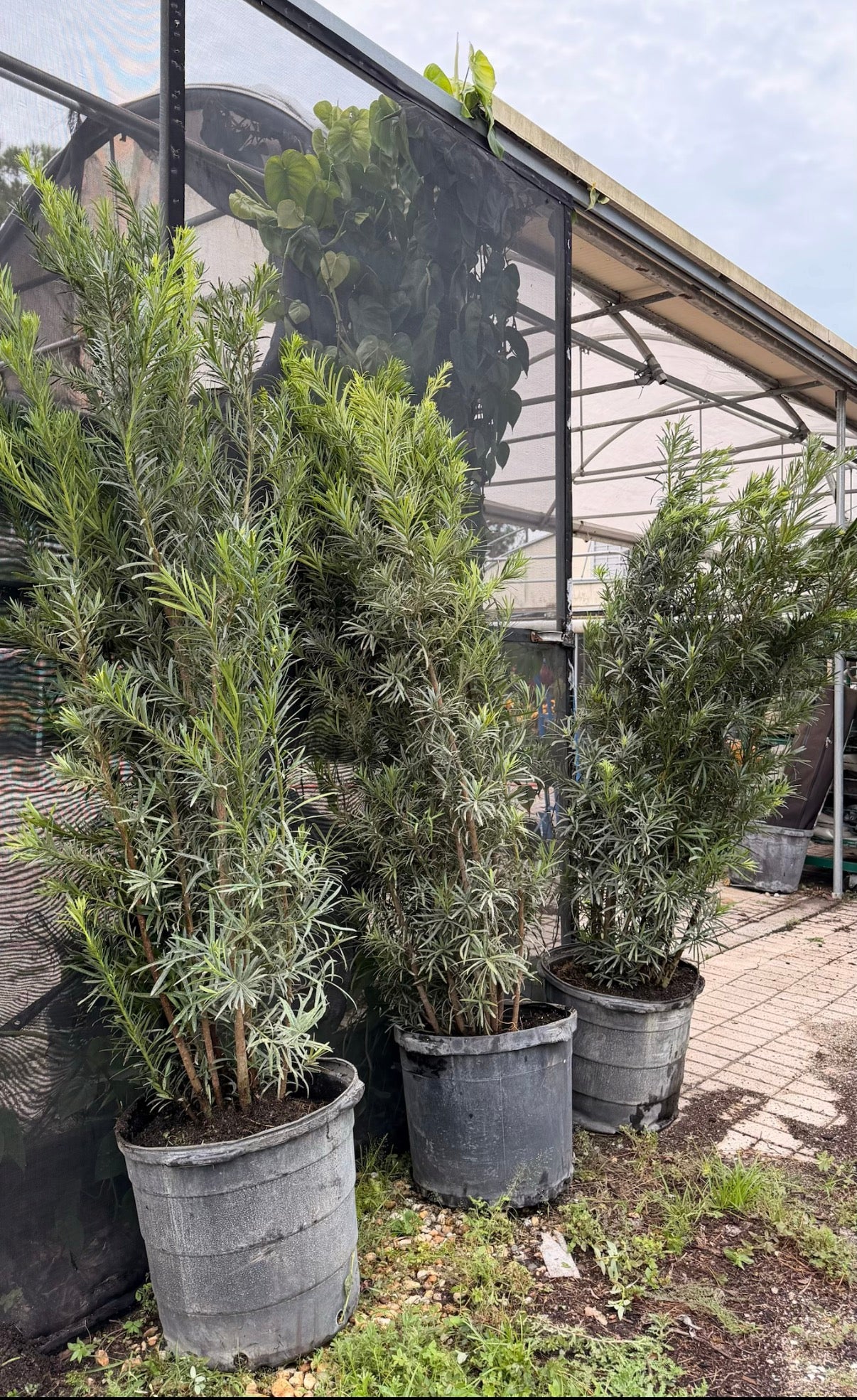 Podocarpus