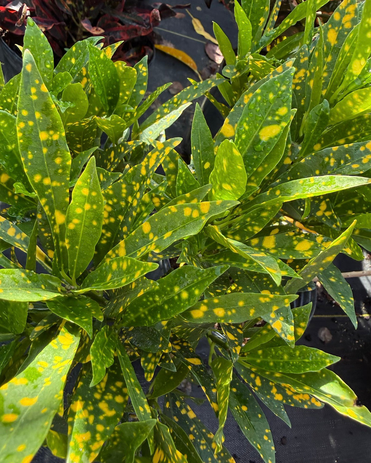 Gold Dust Croton