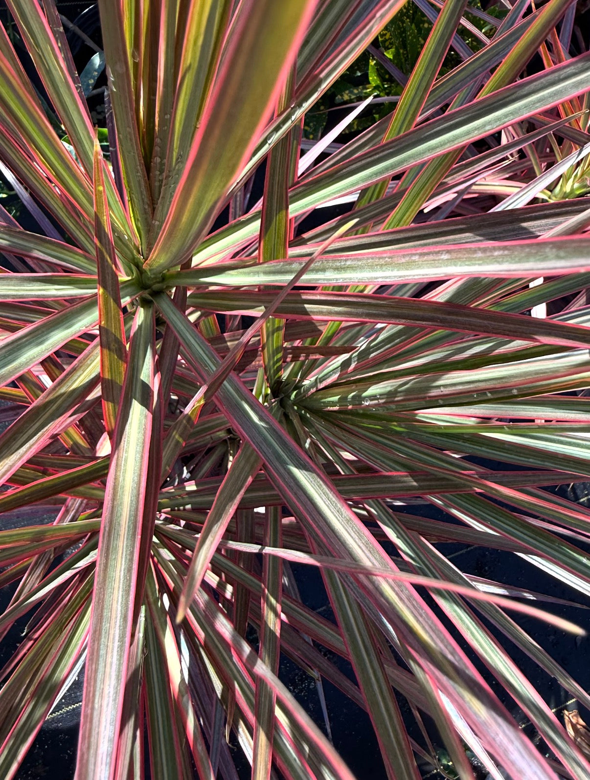 Dracaena Colorama