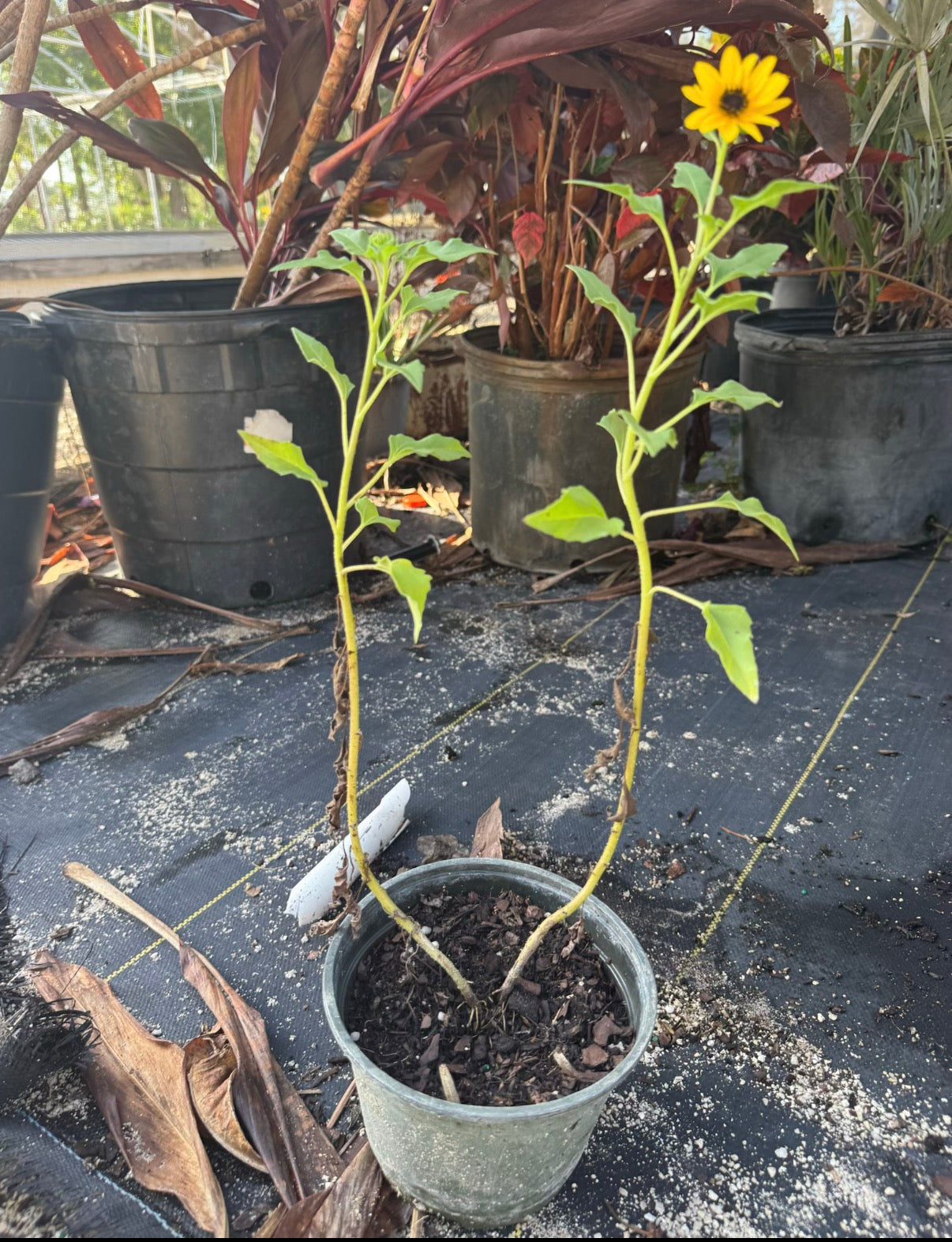 Dune Sunflower