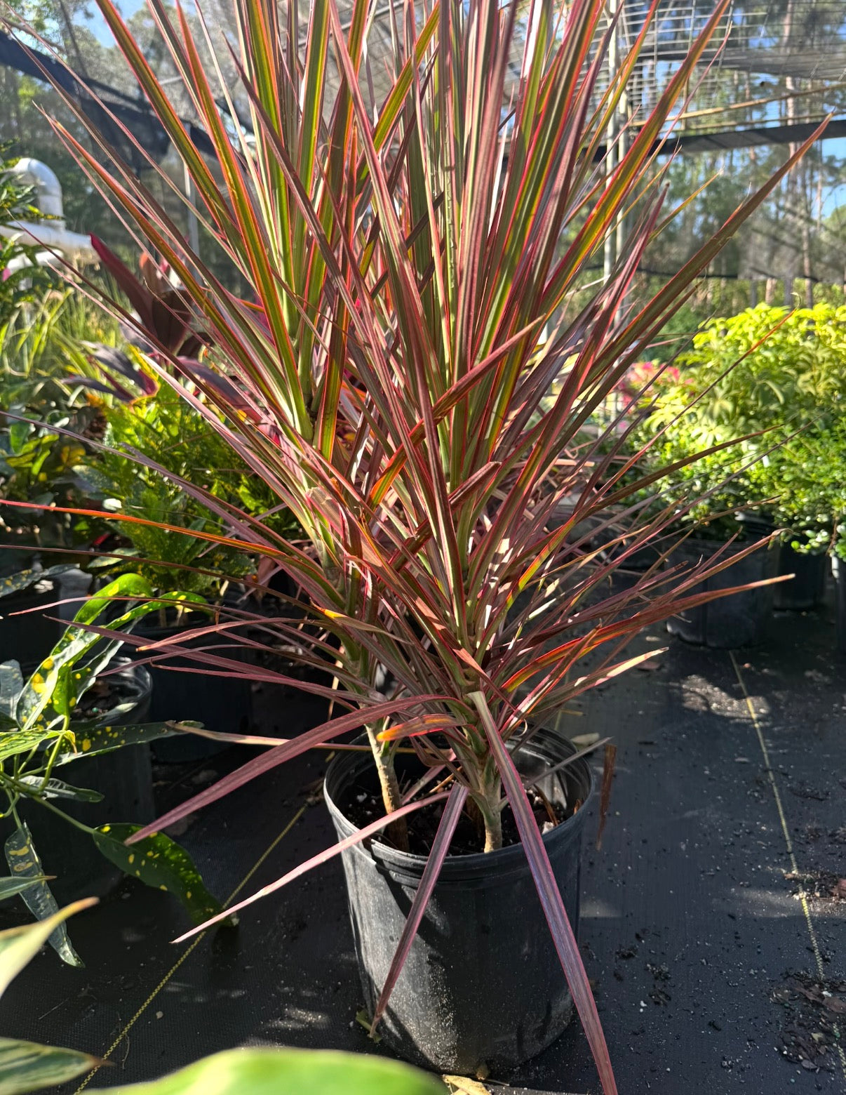 Dracaena Colorama