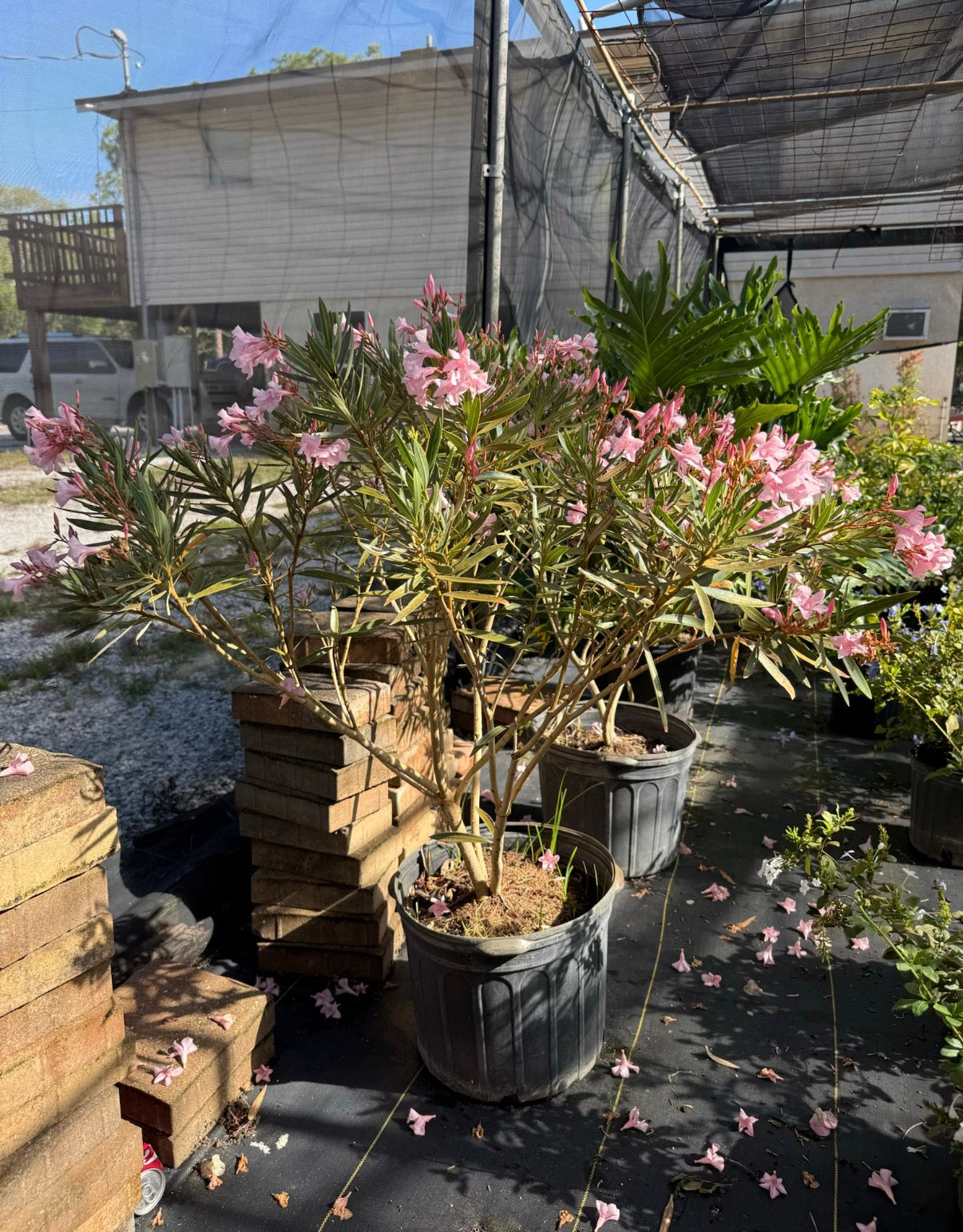 Oleander