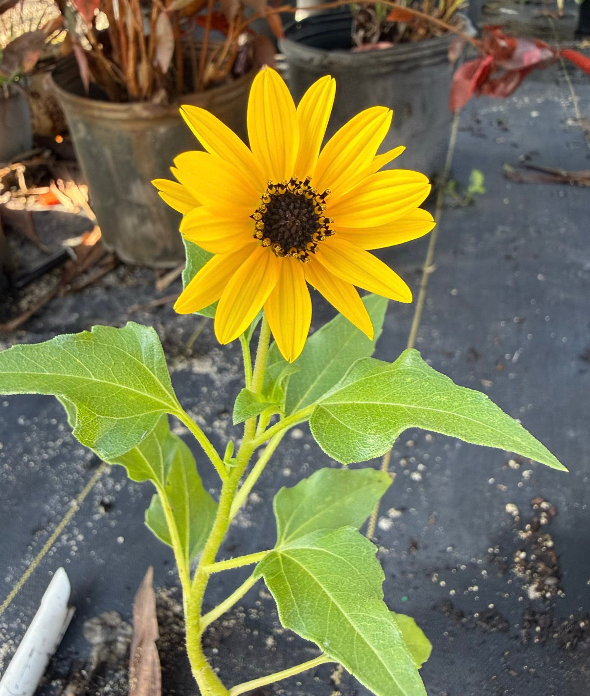 Dune Sunflower