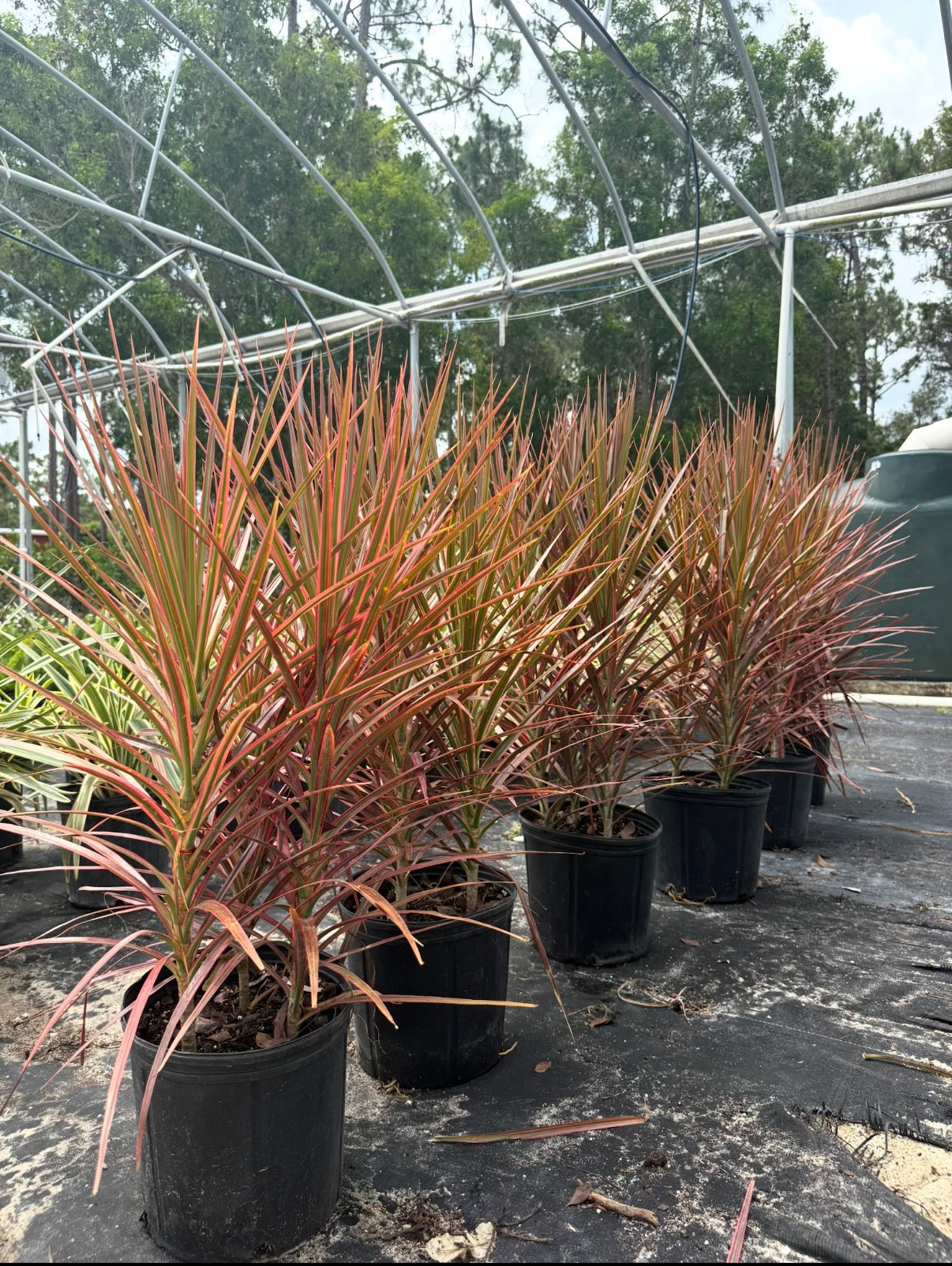 Dracaena Colorama