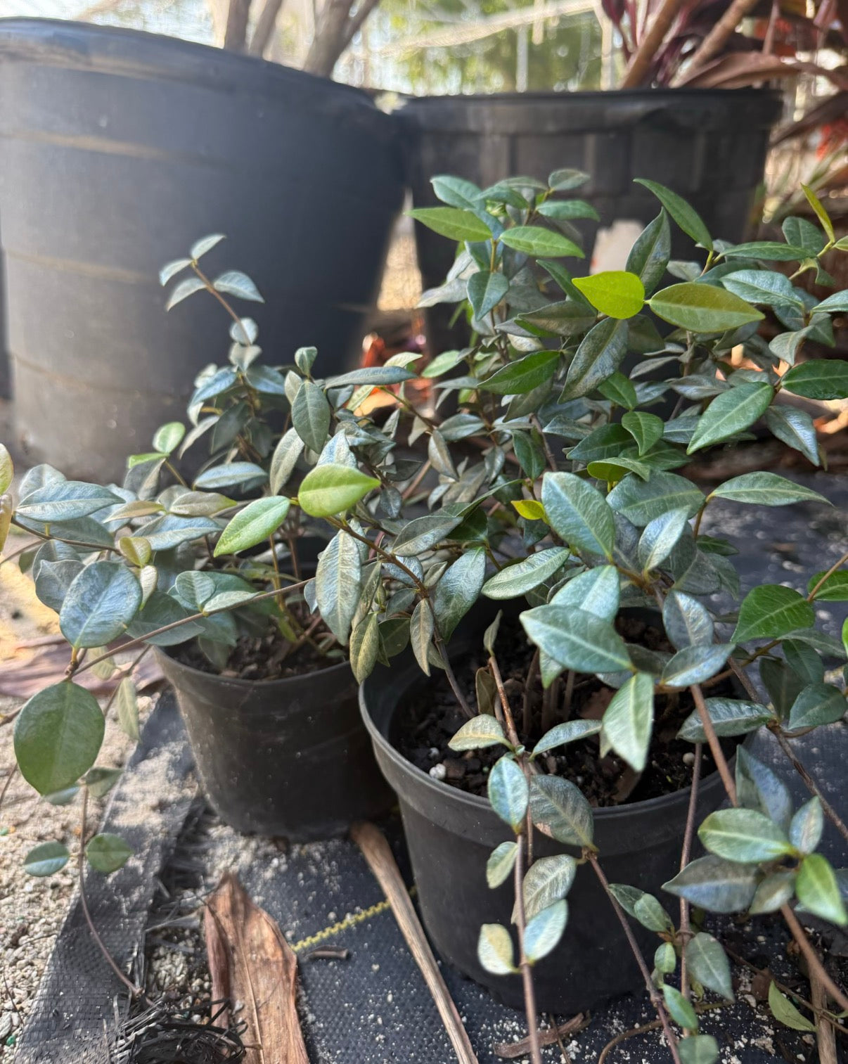 Asiatic Jasmine
