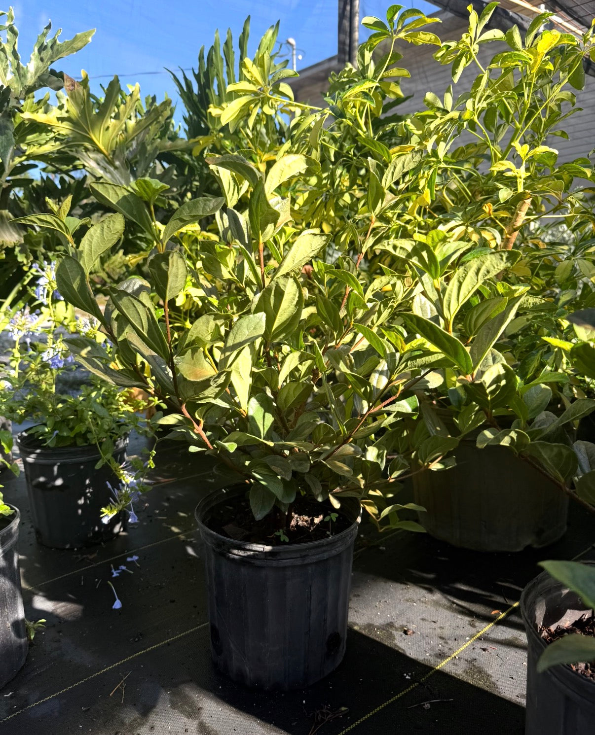 Viburnum Suspensum