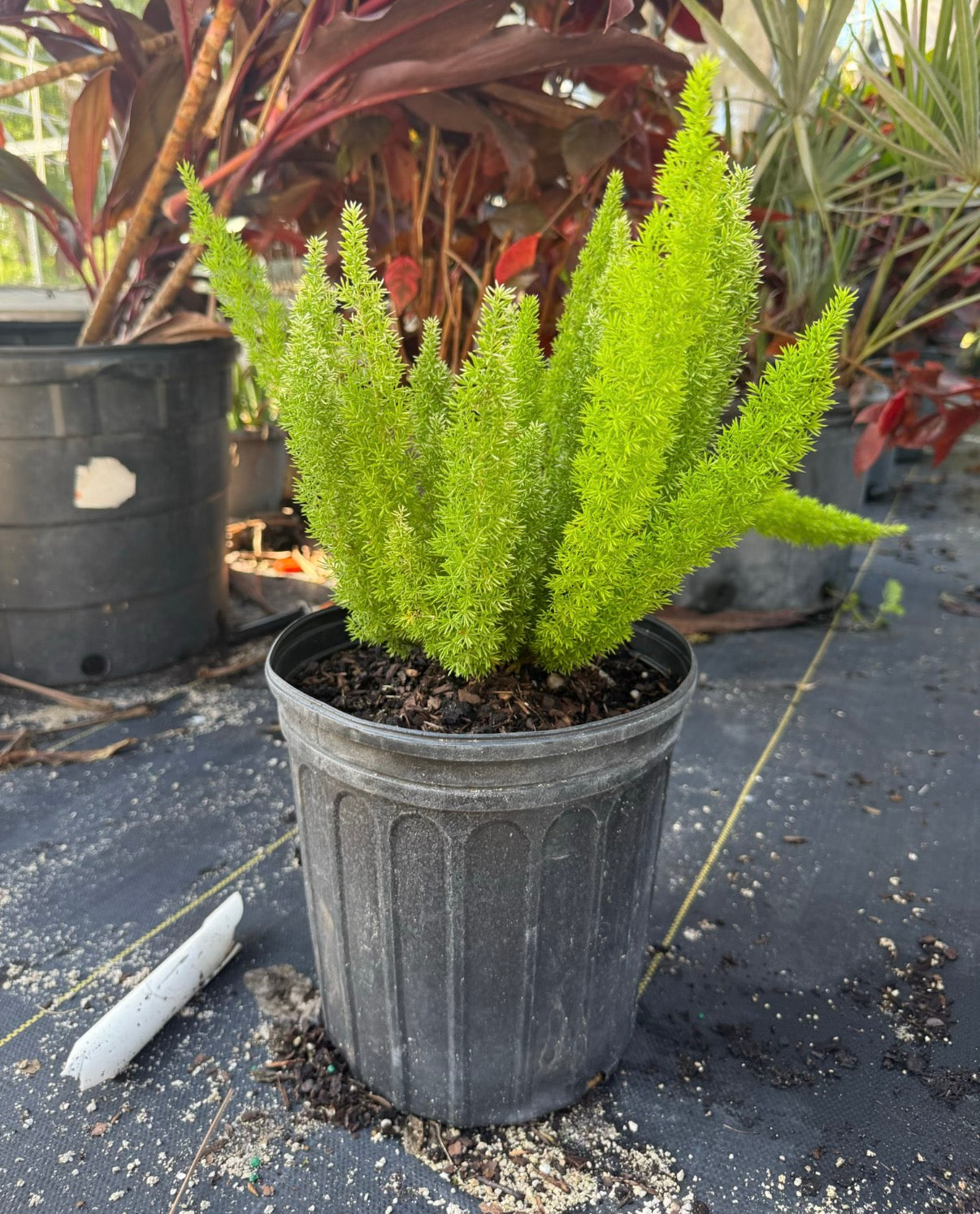 Foxtail Fern