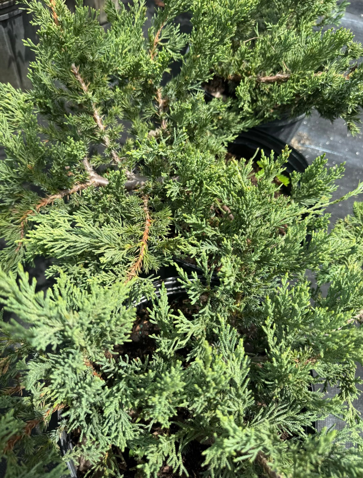 Juniper Parsonii