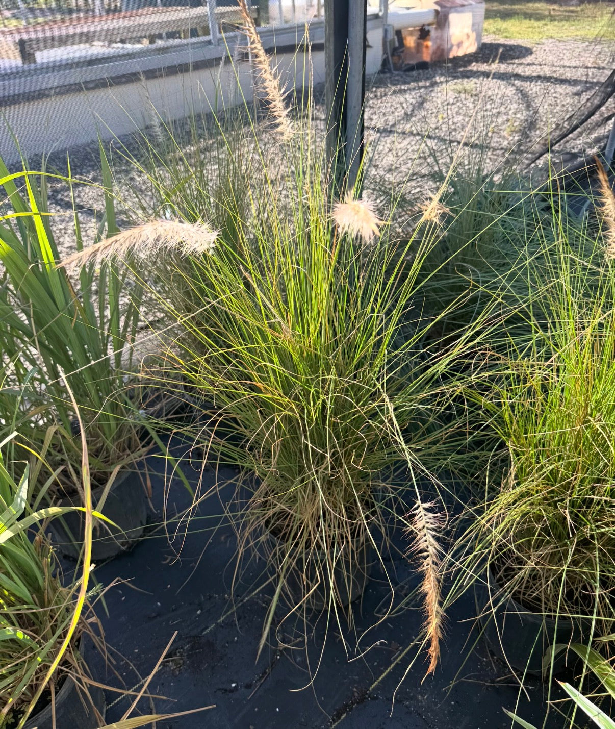 Fountain Grass