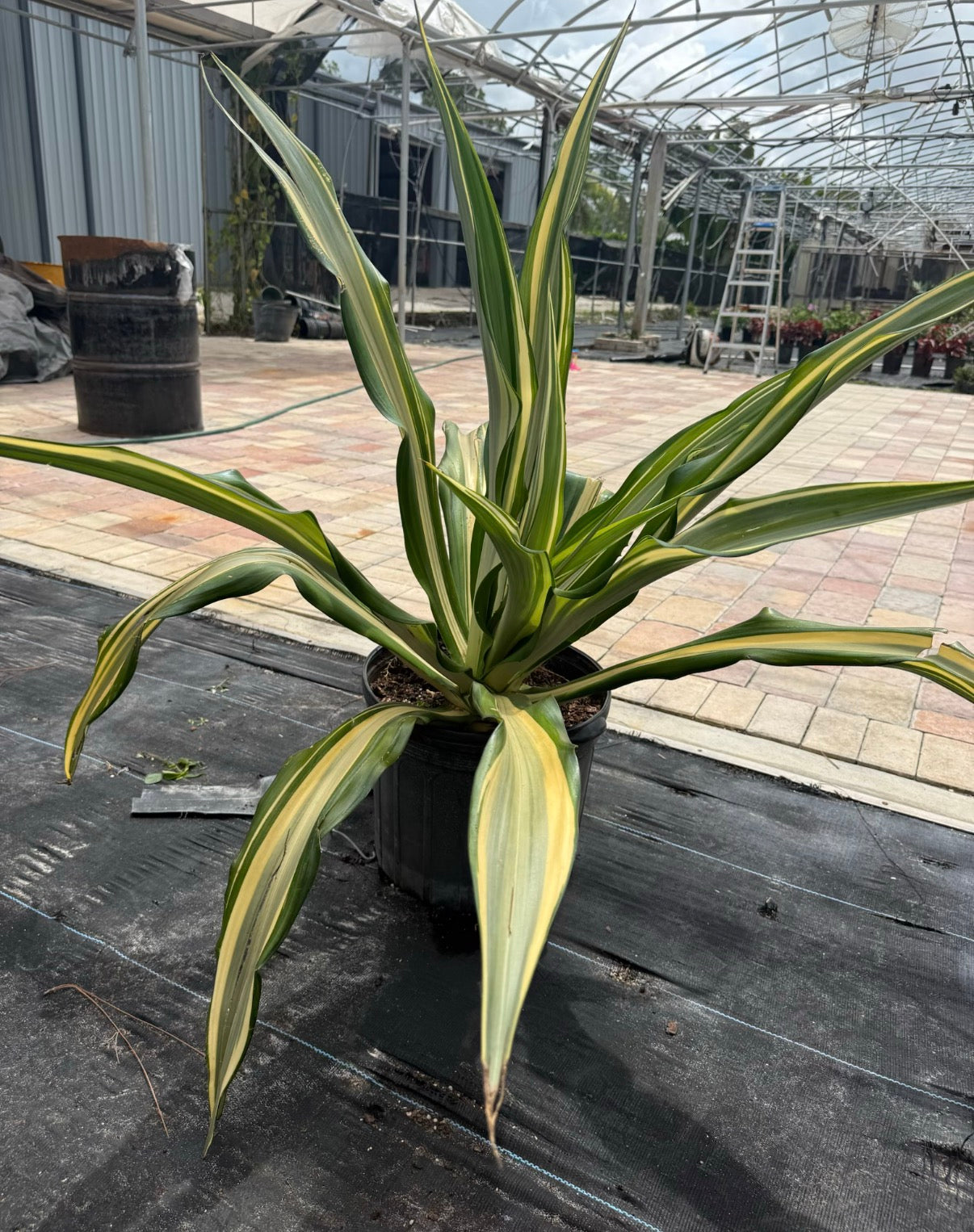False Agave