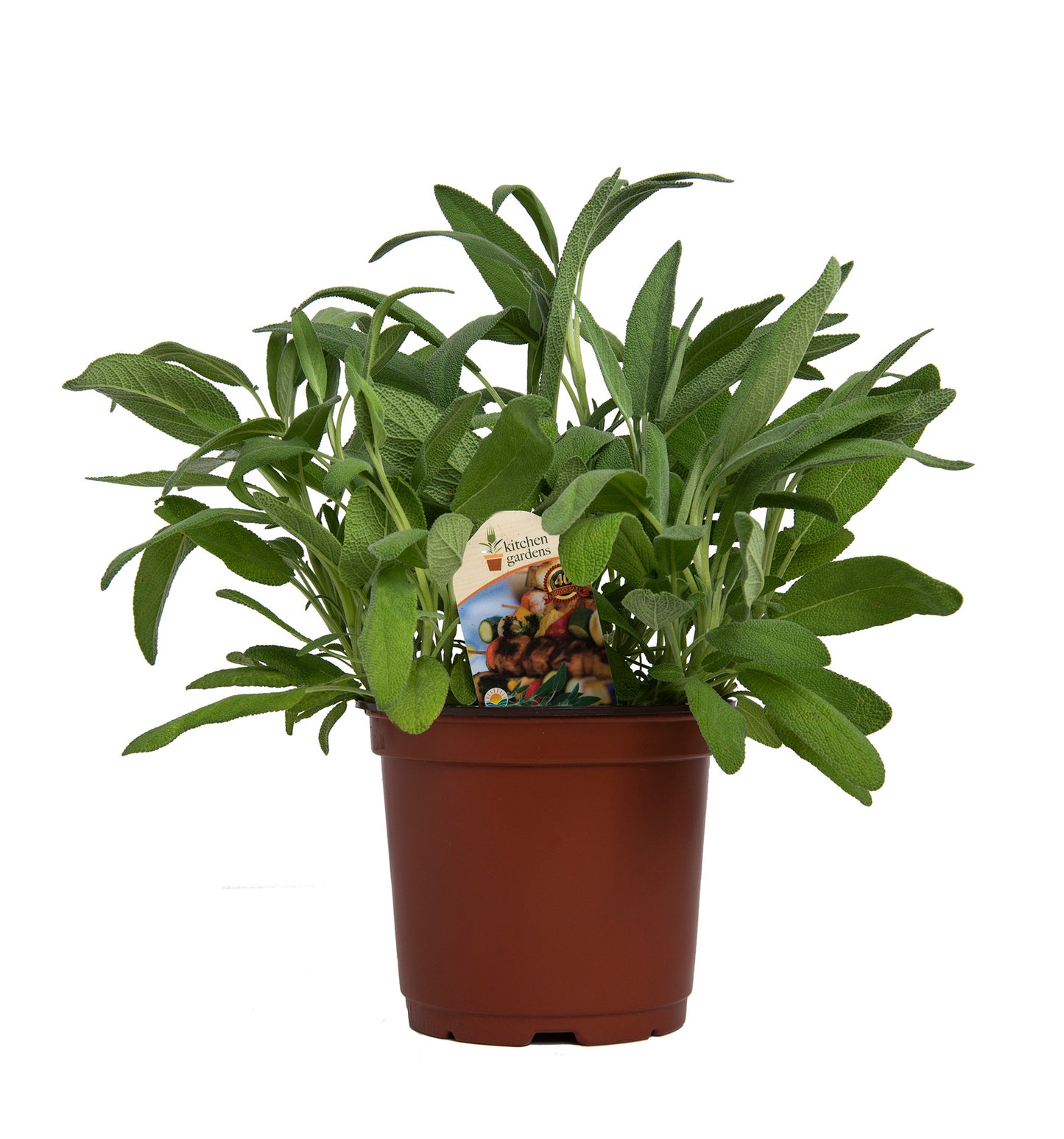 Herbs