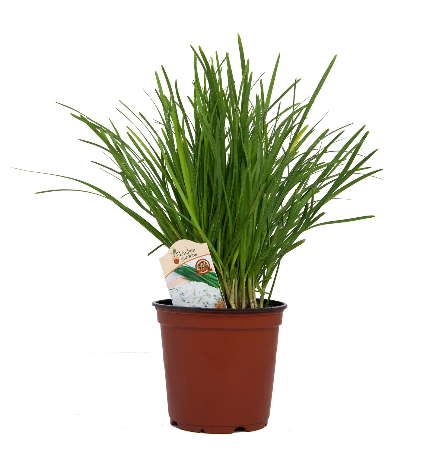 Herbs