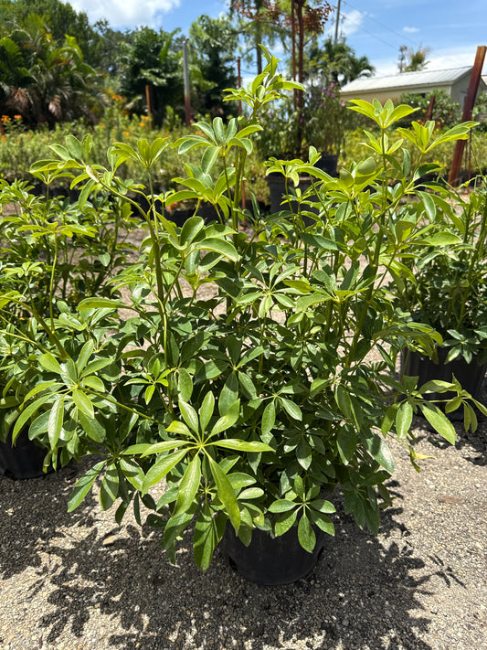Arboricola