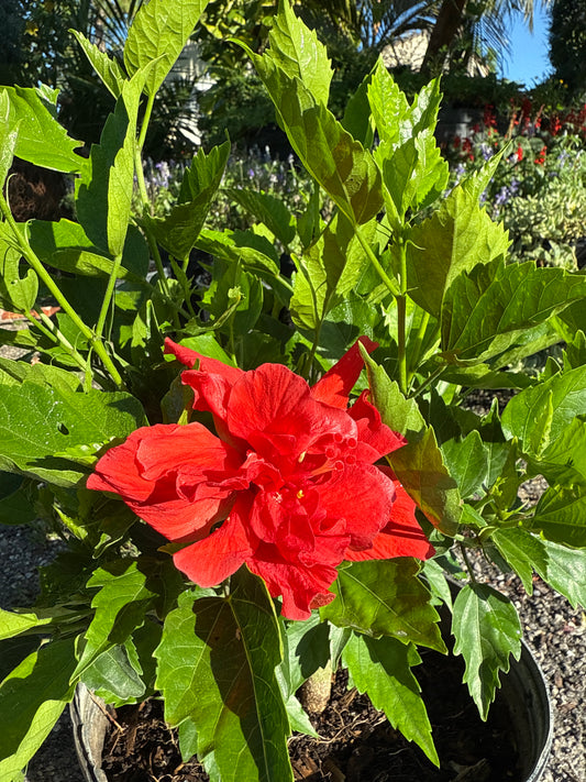 Hibiscus Bush