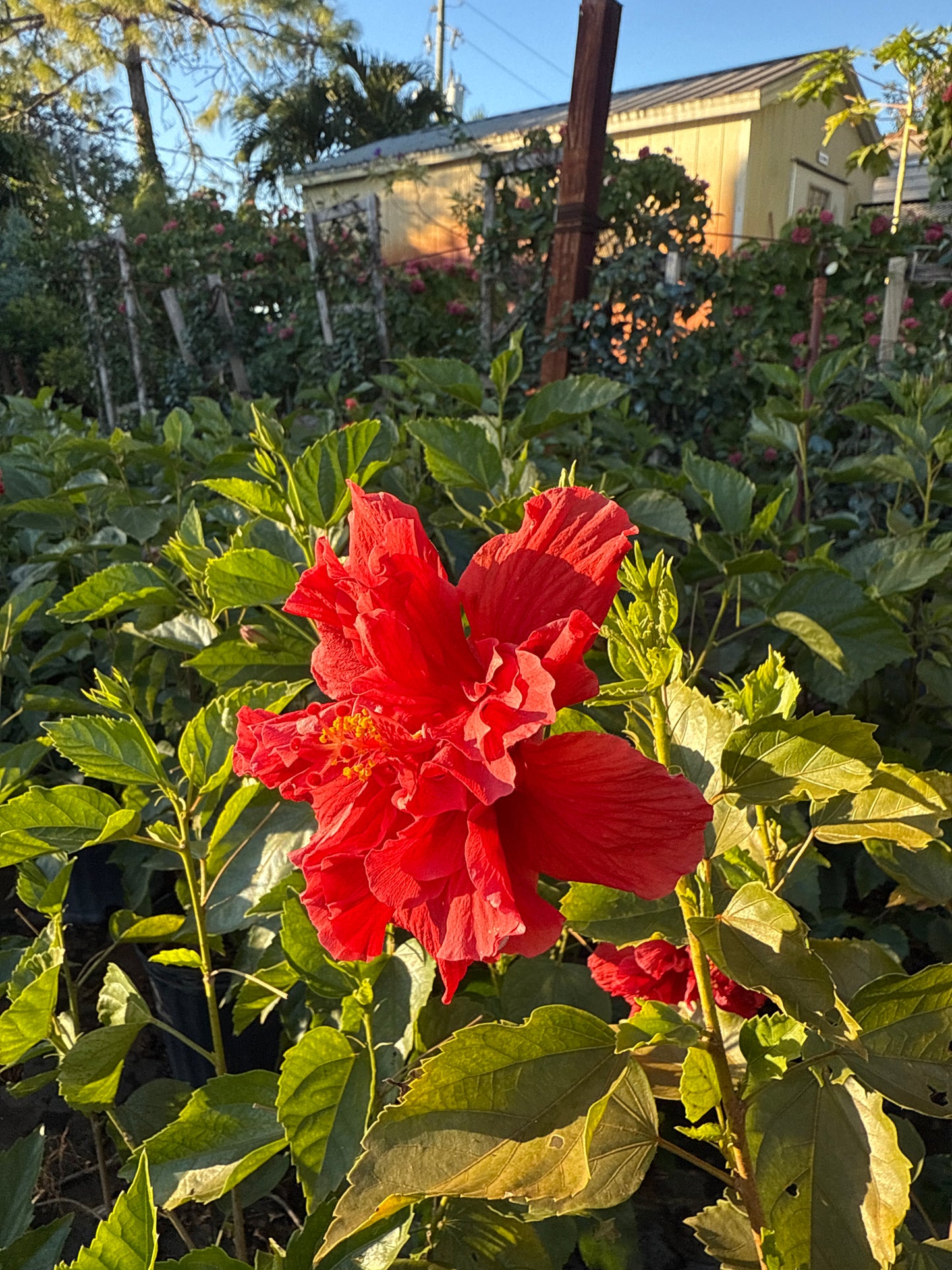 Hibiscus Bush