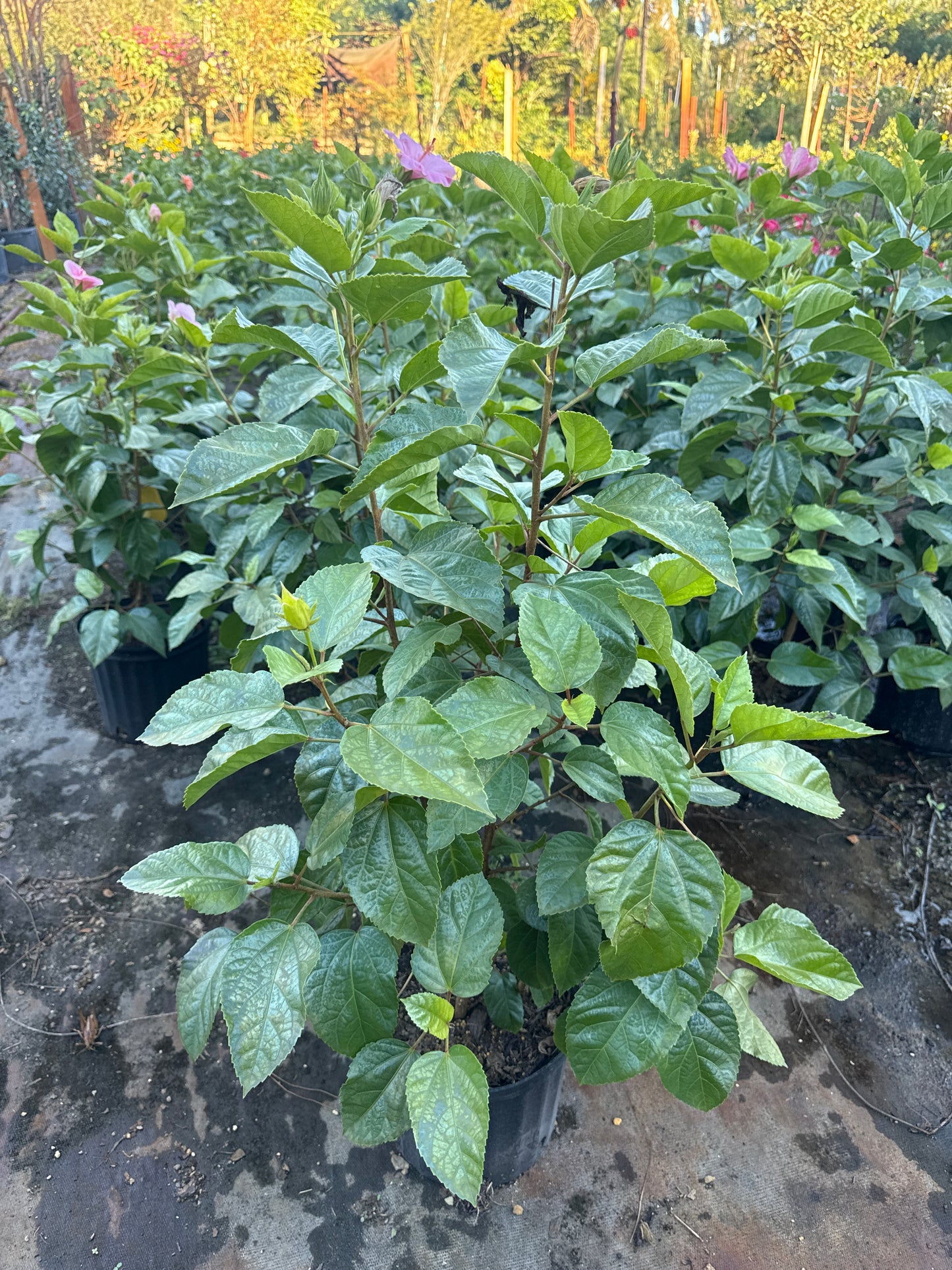 Hibiscus Bush