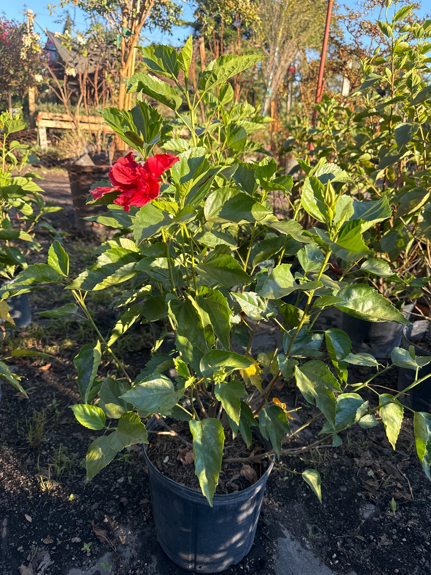 Hibiscus Bush