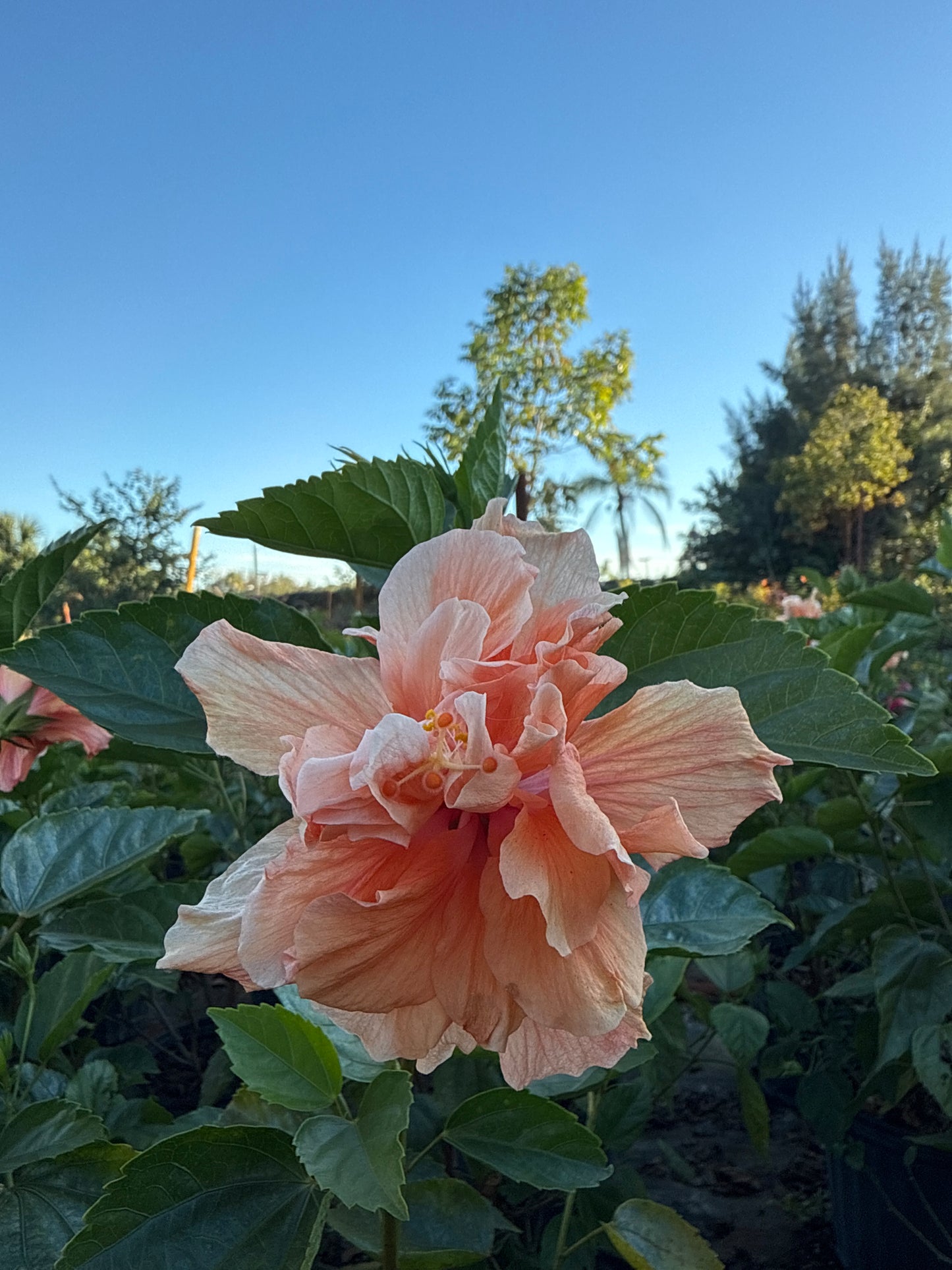 Hibiscus Bush