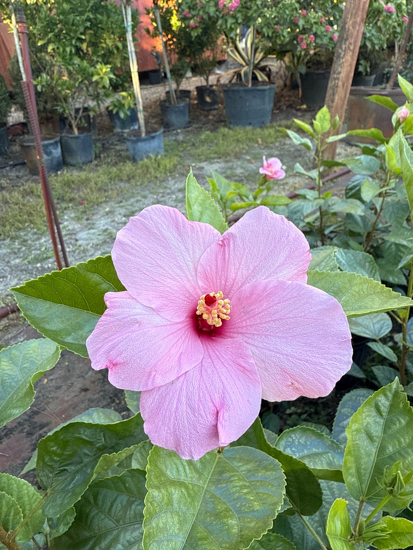 Hibiscus Bush