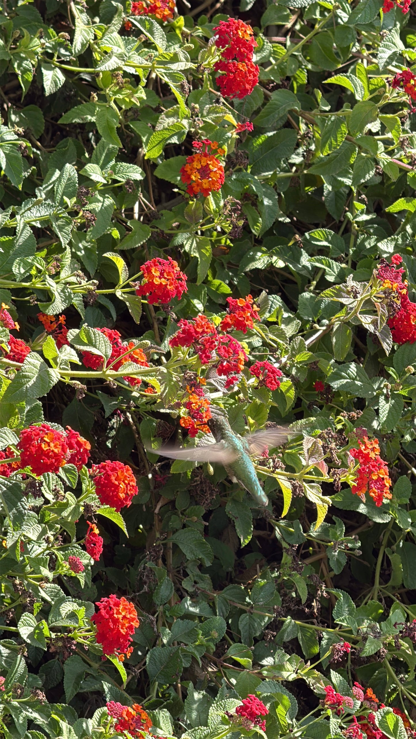 Lantana
