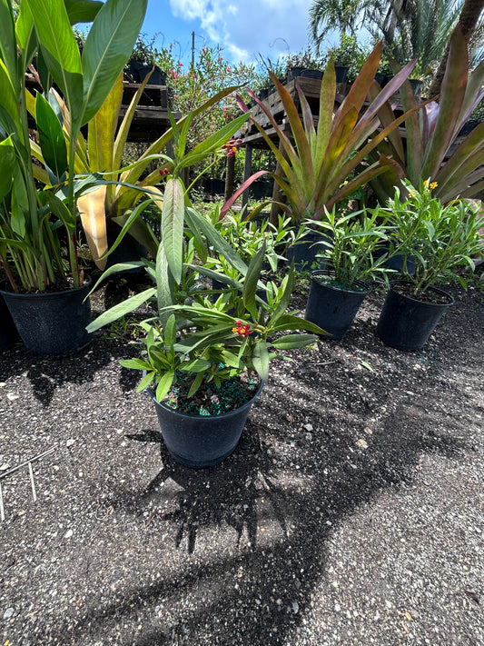 Red Tropical Milkweed (Asclepias curassavica ‘Red’)