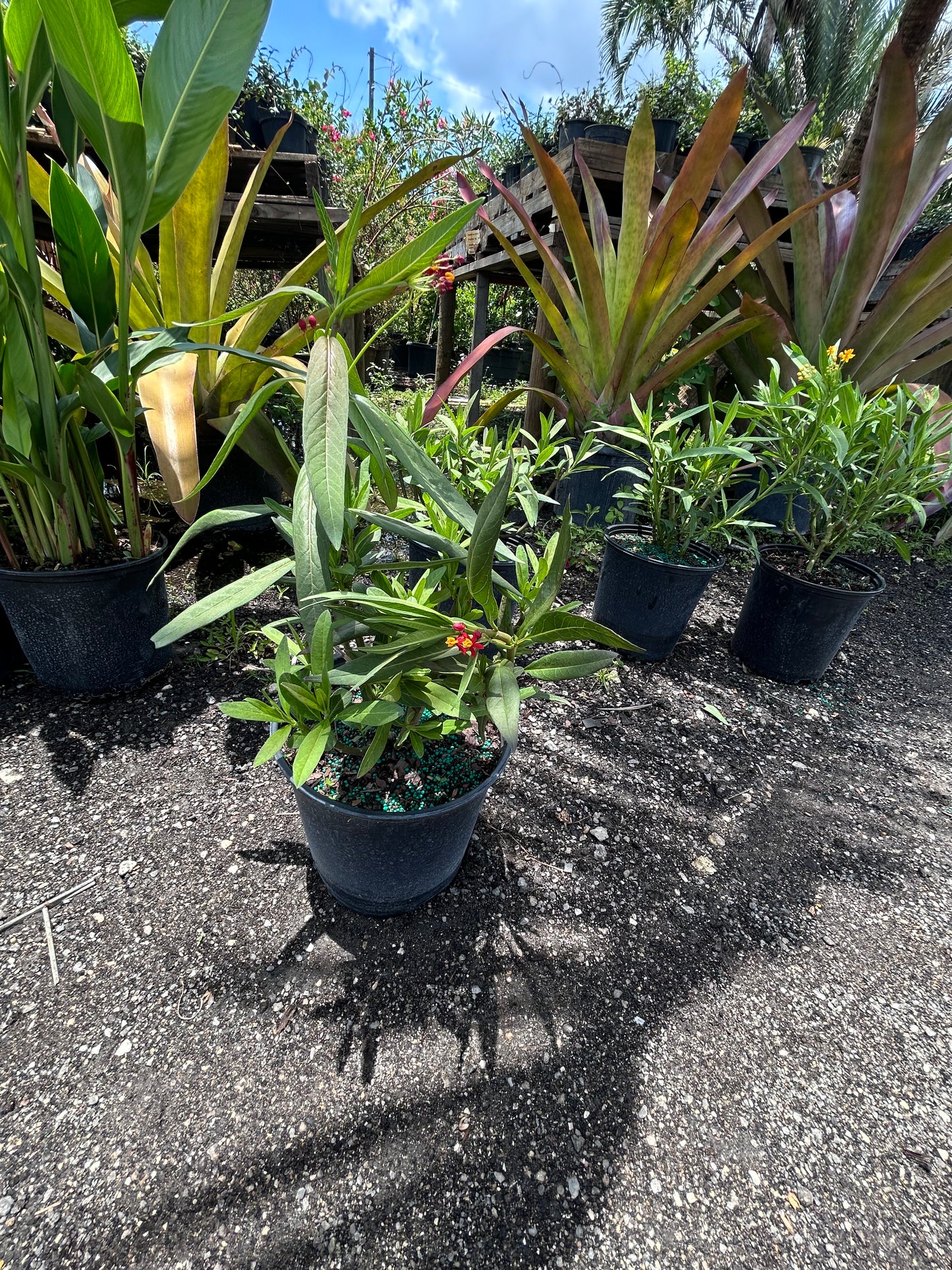 Red Tropical Milkweed