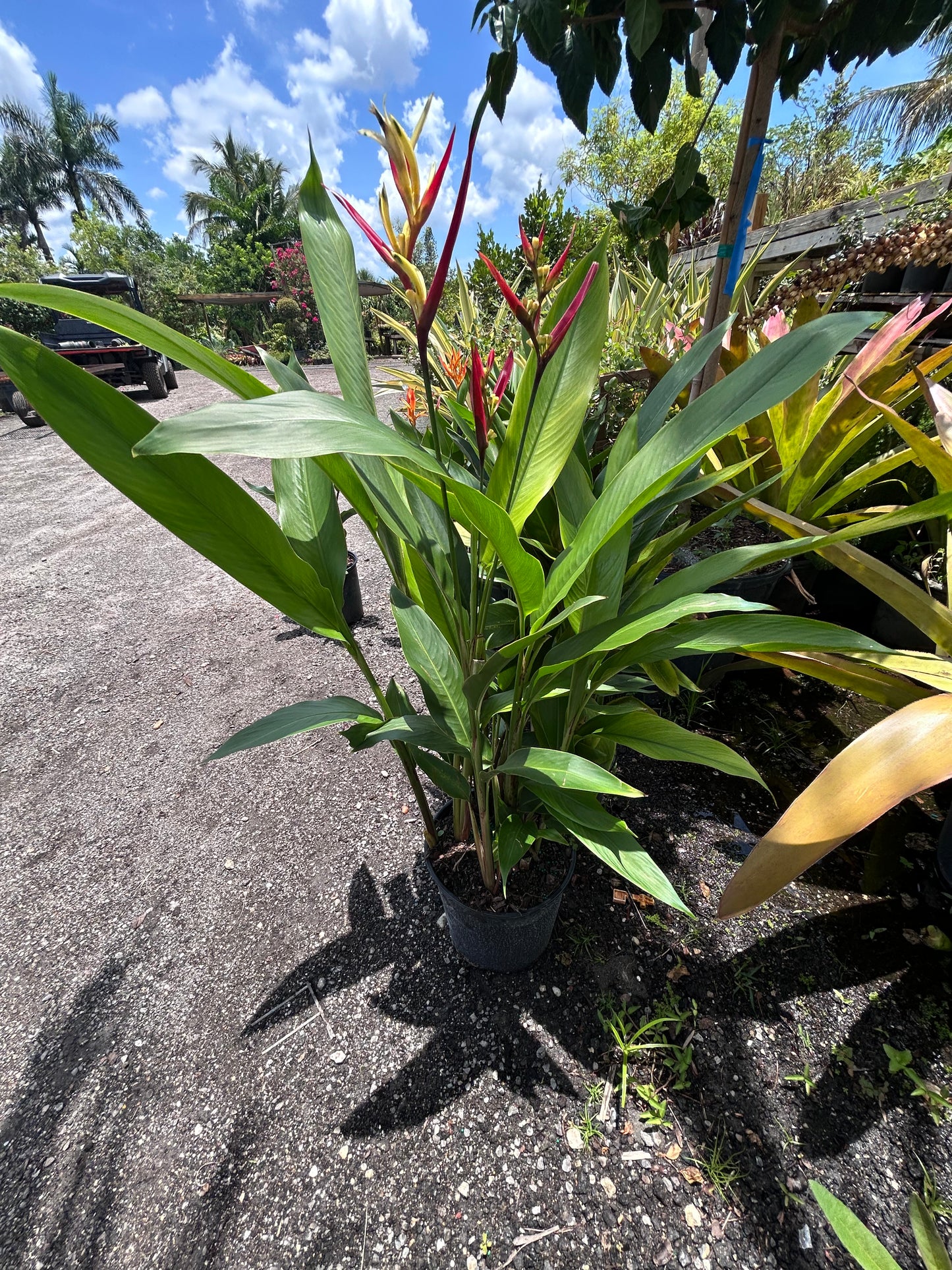 Heliconia