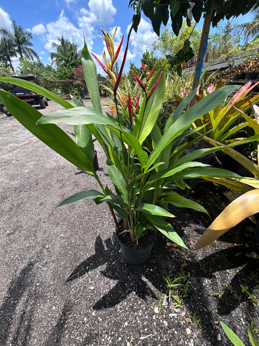 Heliconia