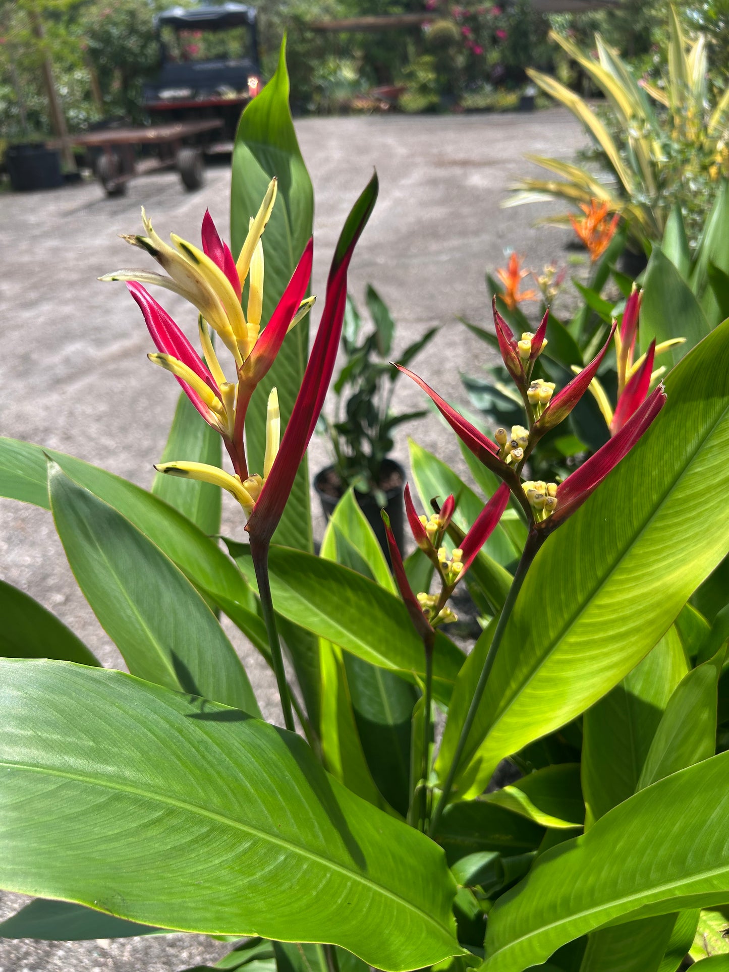 Heliconia