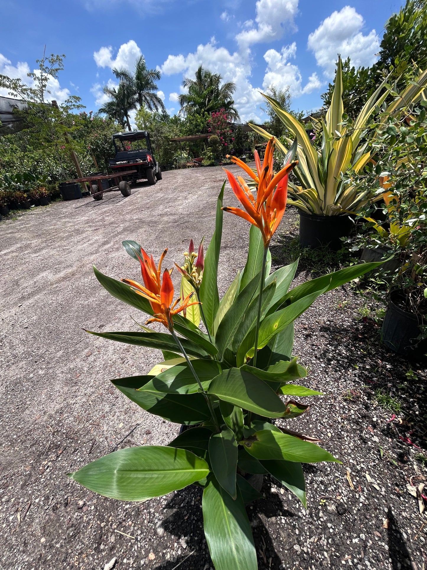 Heliconia 'Choconiana'