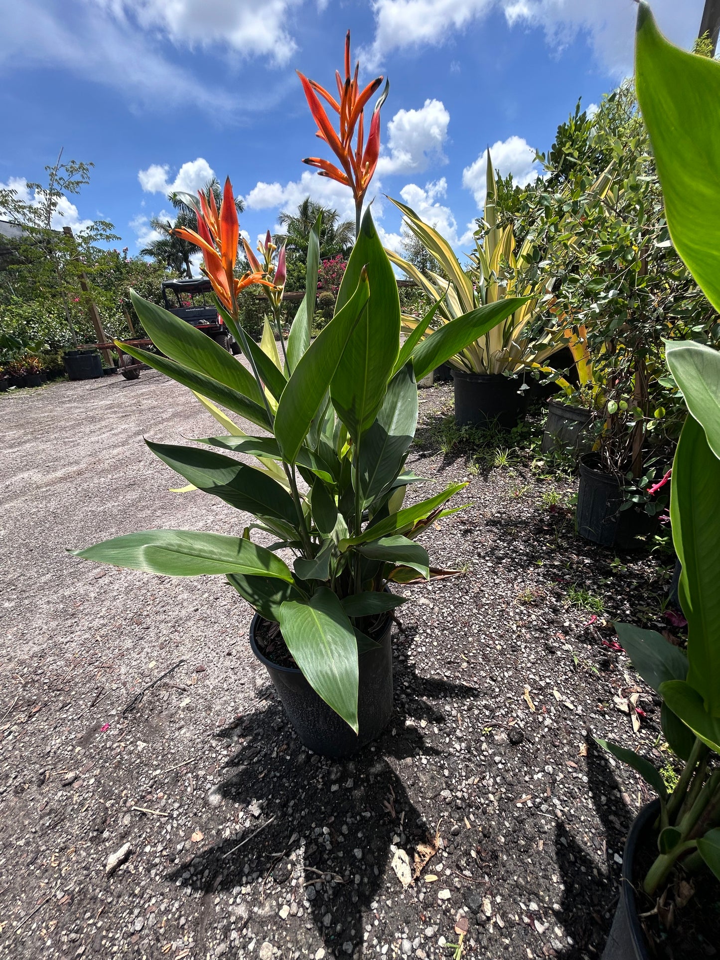 Heliconia 'Choconiana'