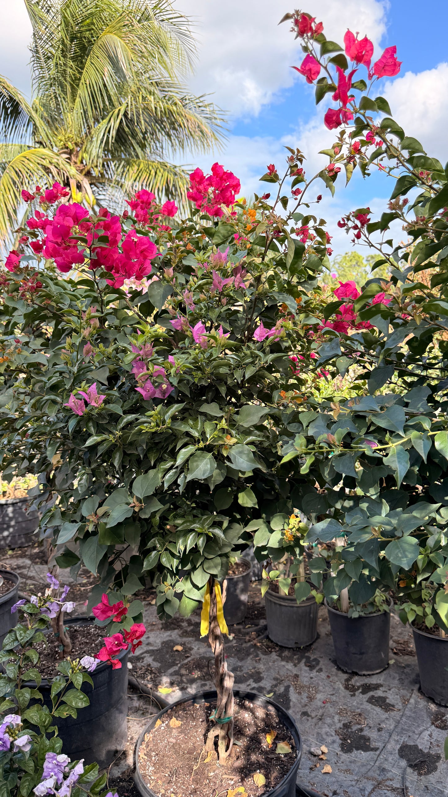Bougainvillea Tree
