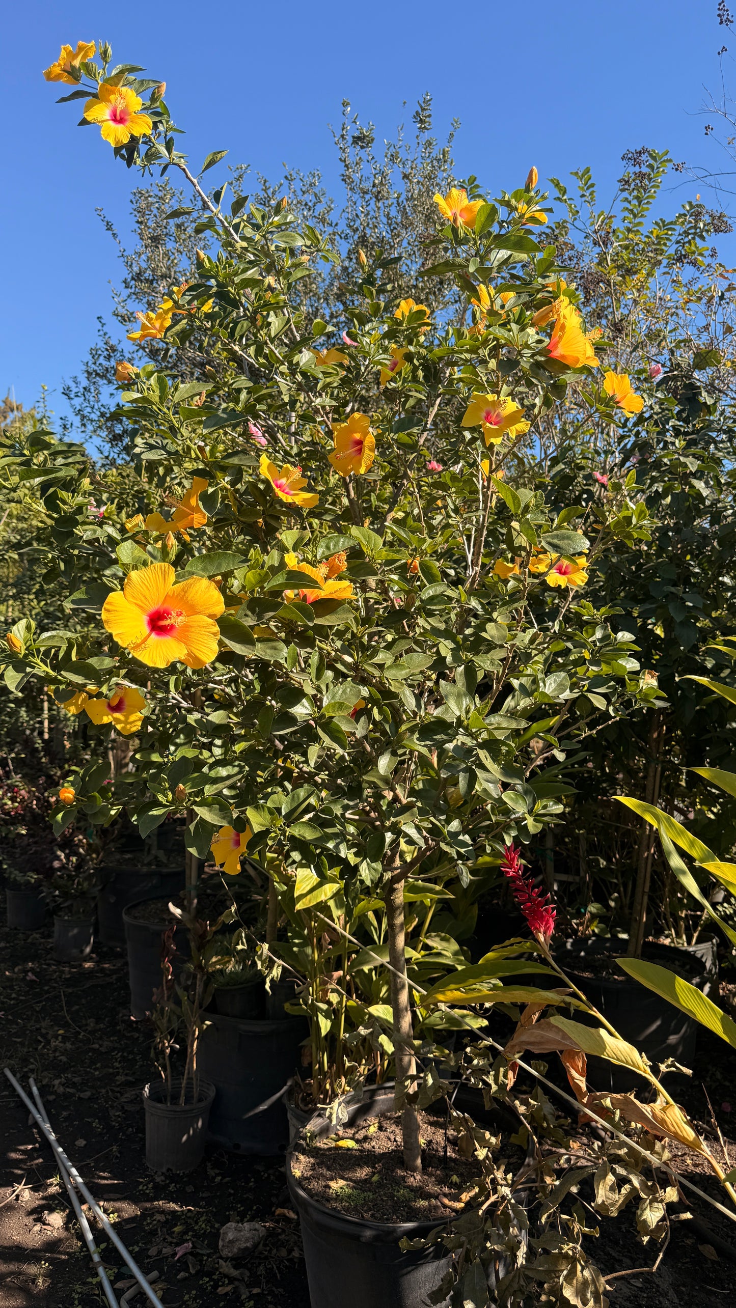 Hibiscus Tree