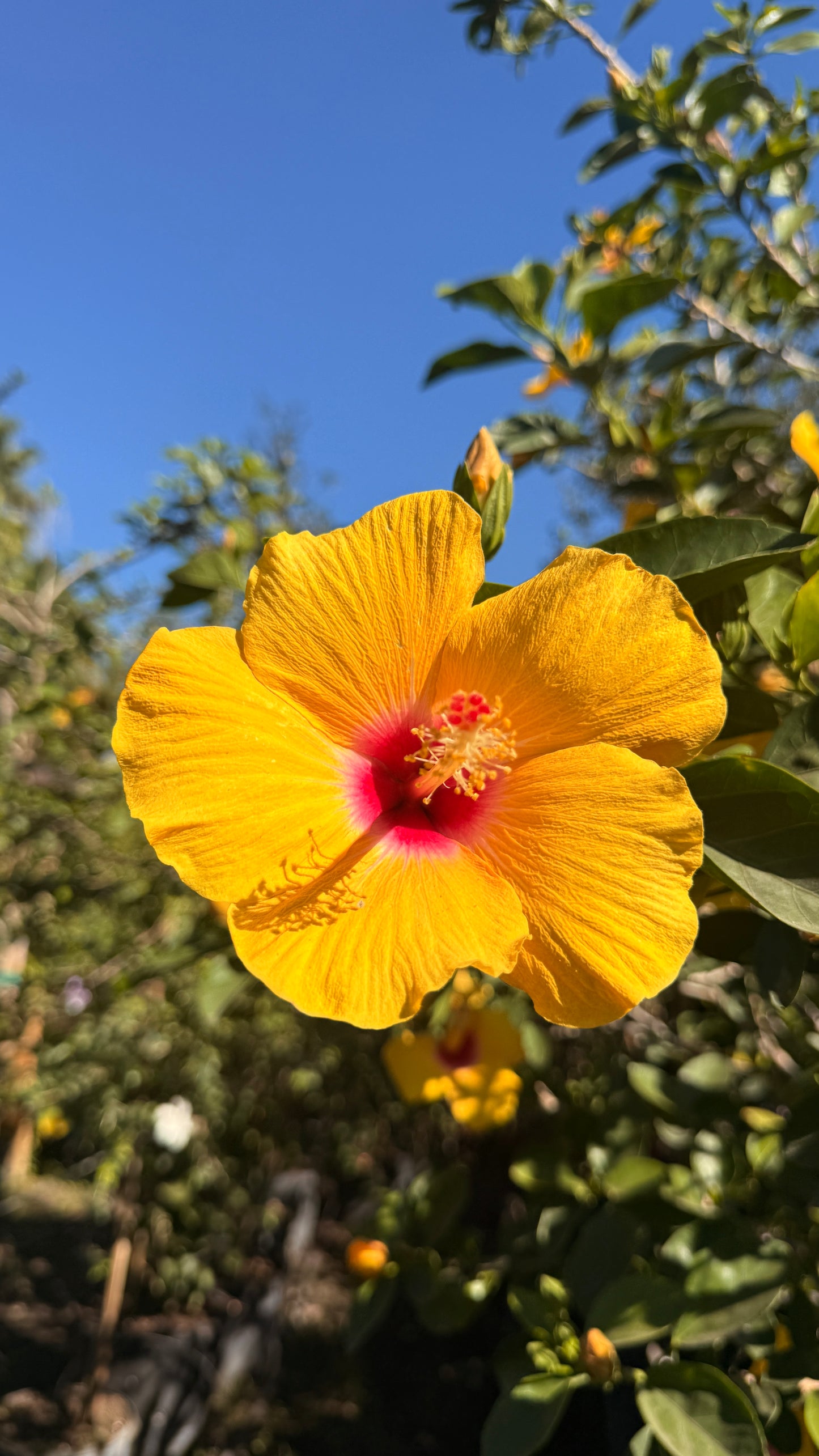 Hibiscus Tree