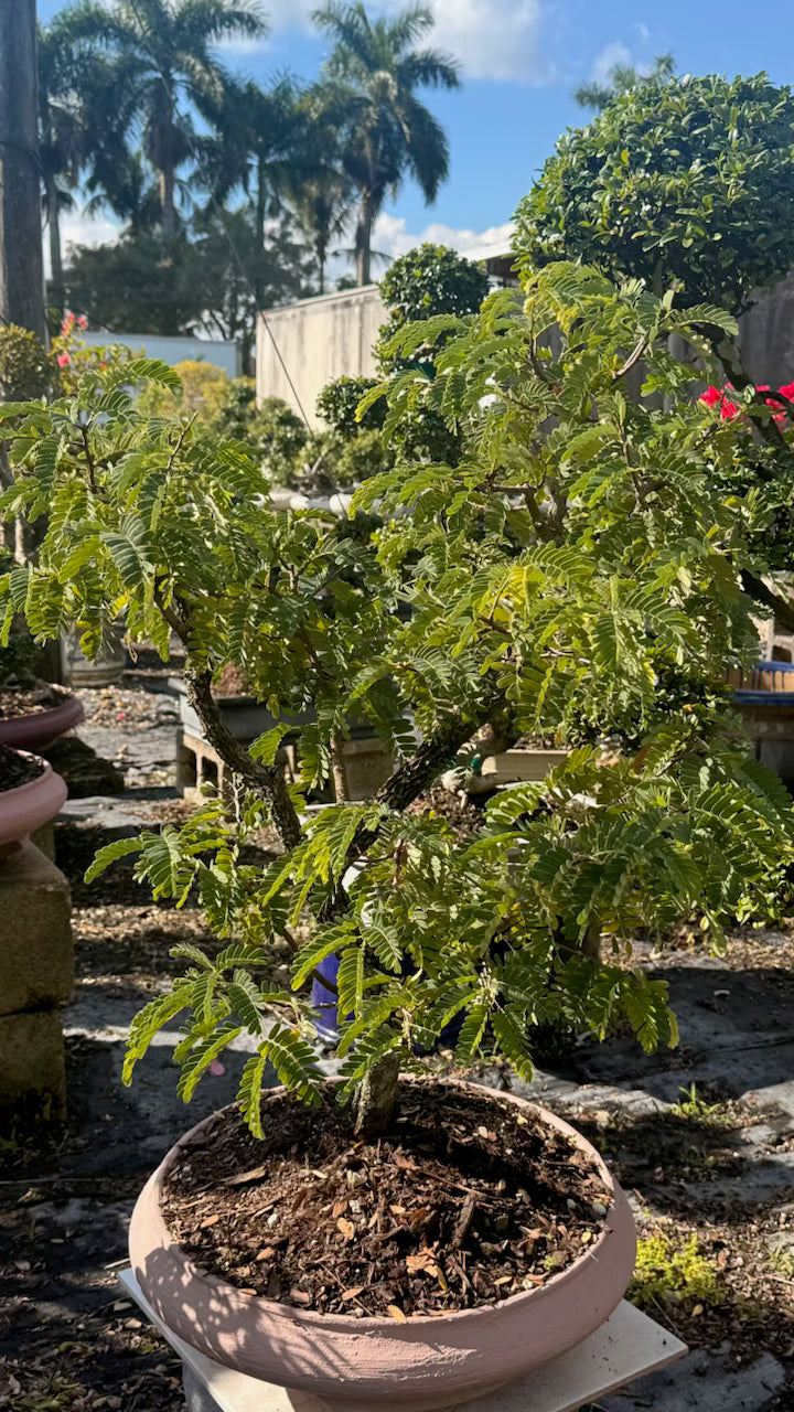 Bonsai Tree