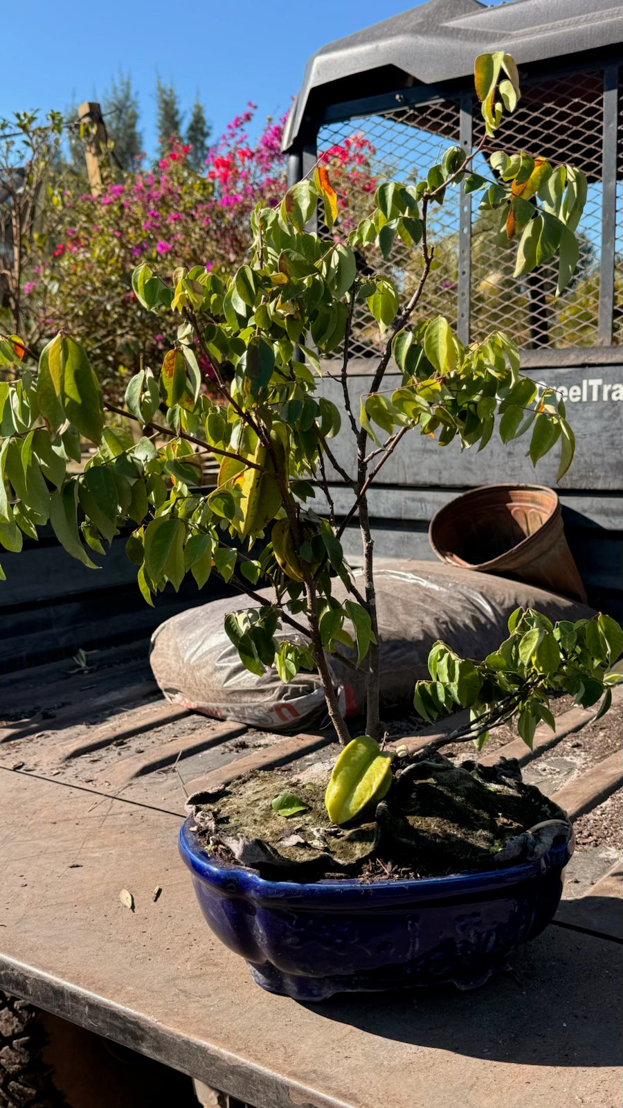 Bonsai Tree