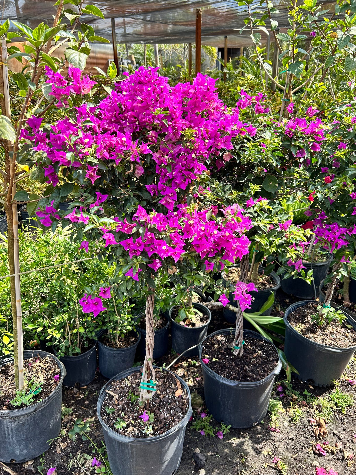 Bougainvillea Tree