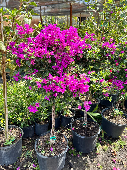 Bougainvillea Tree