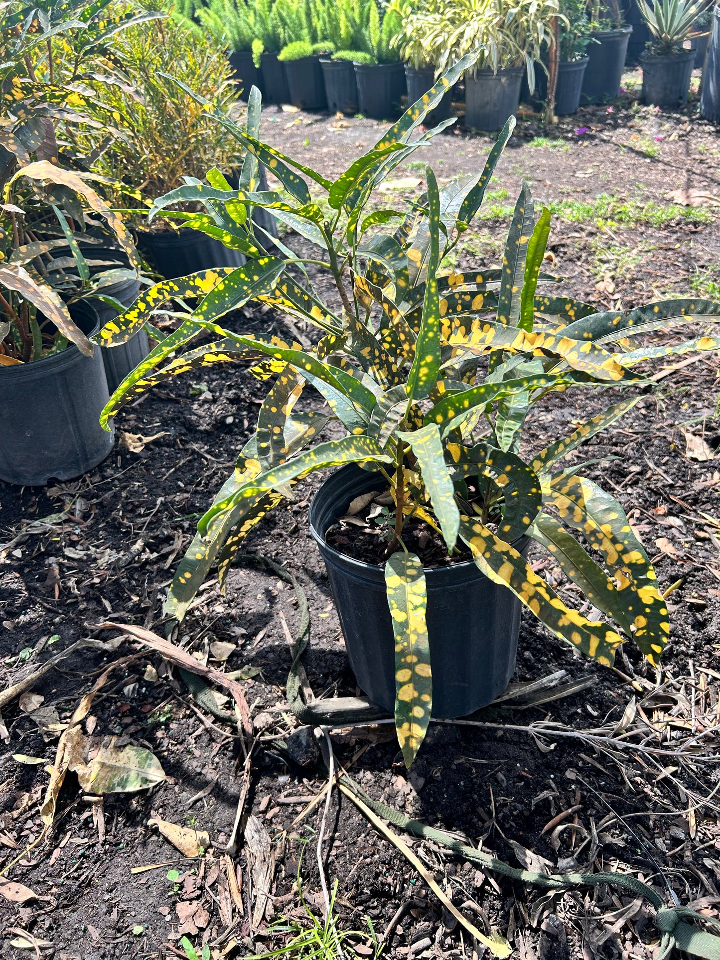 Sloppy Painter Croton