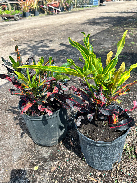 Croton Mammy