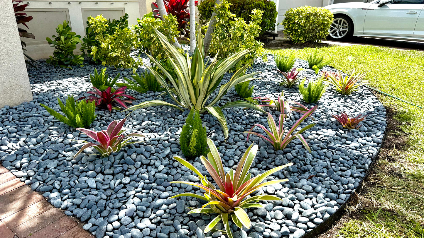 Bromeliads