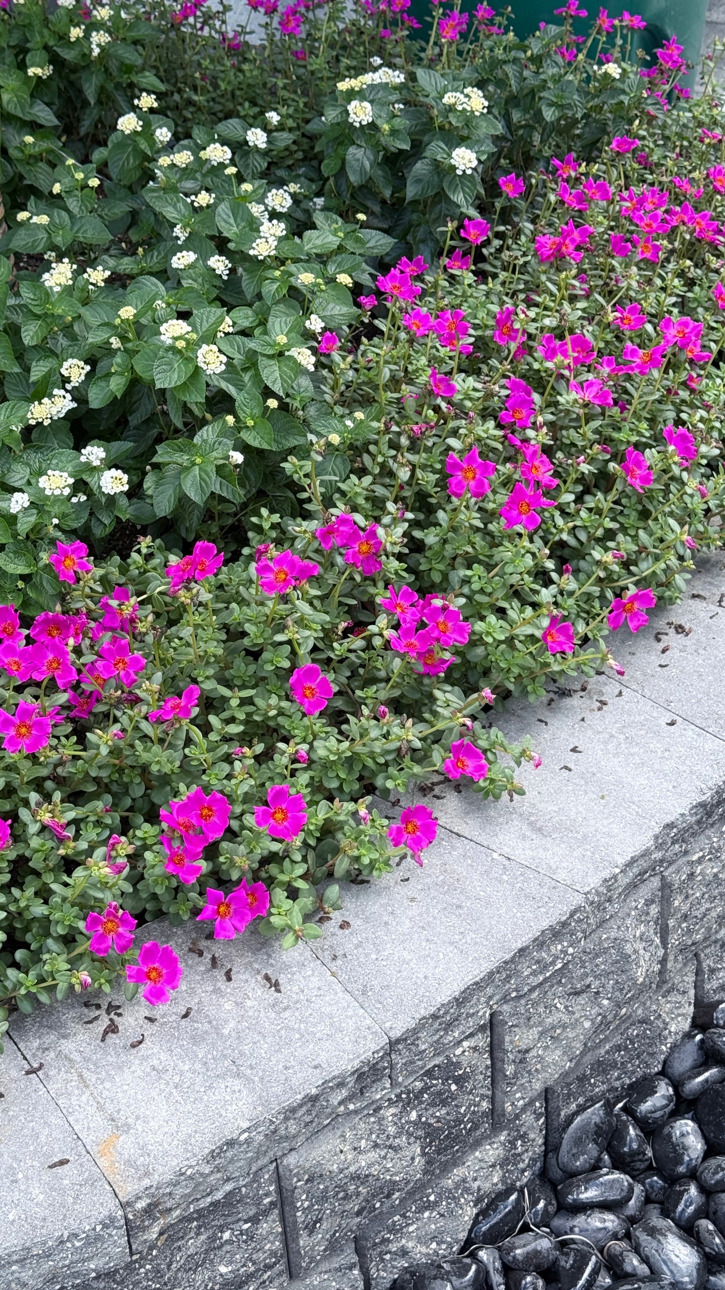 Purslane