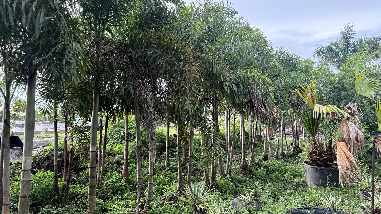 Foxtail Palm