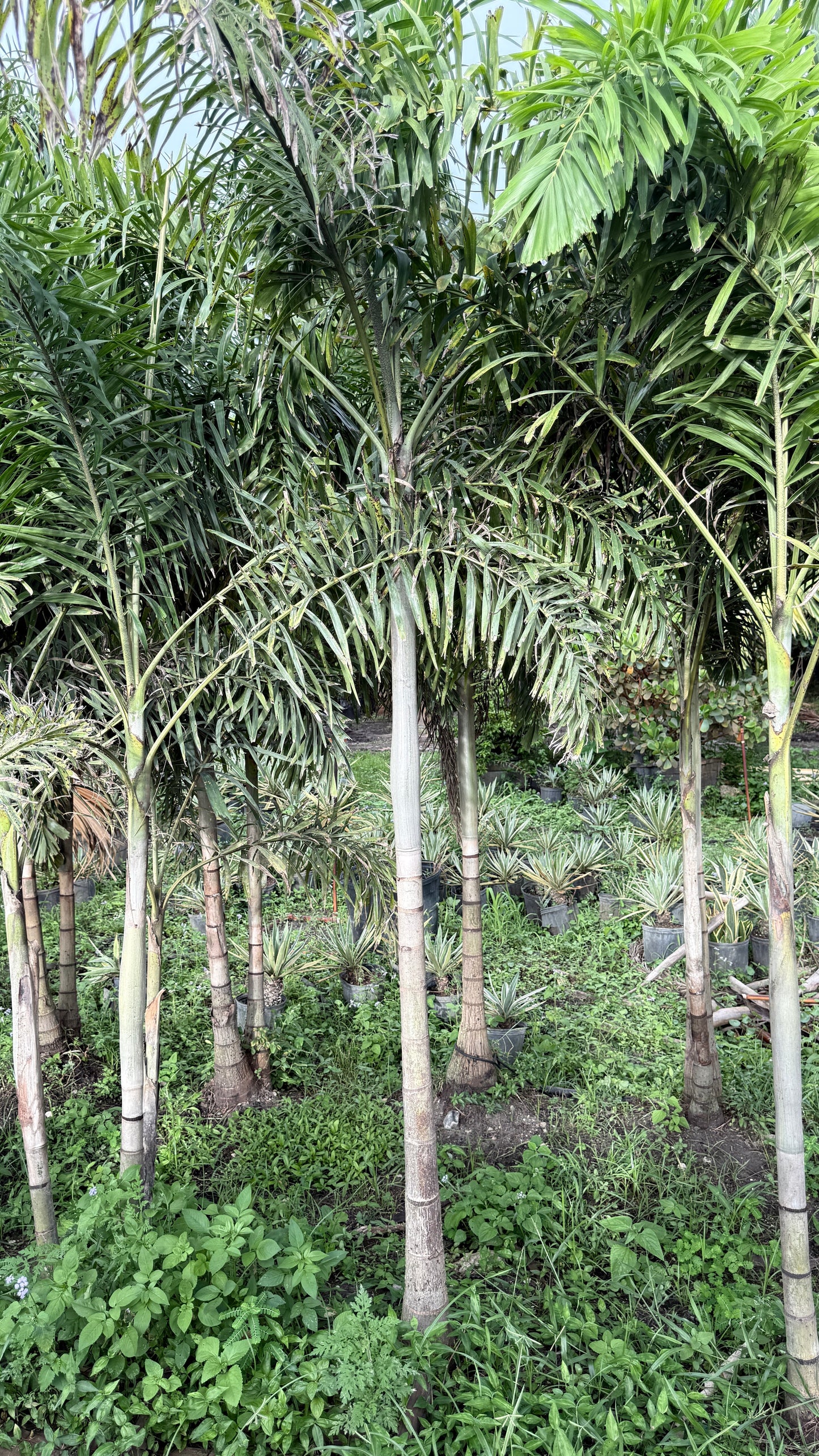 Foxtail Palm