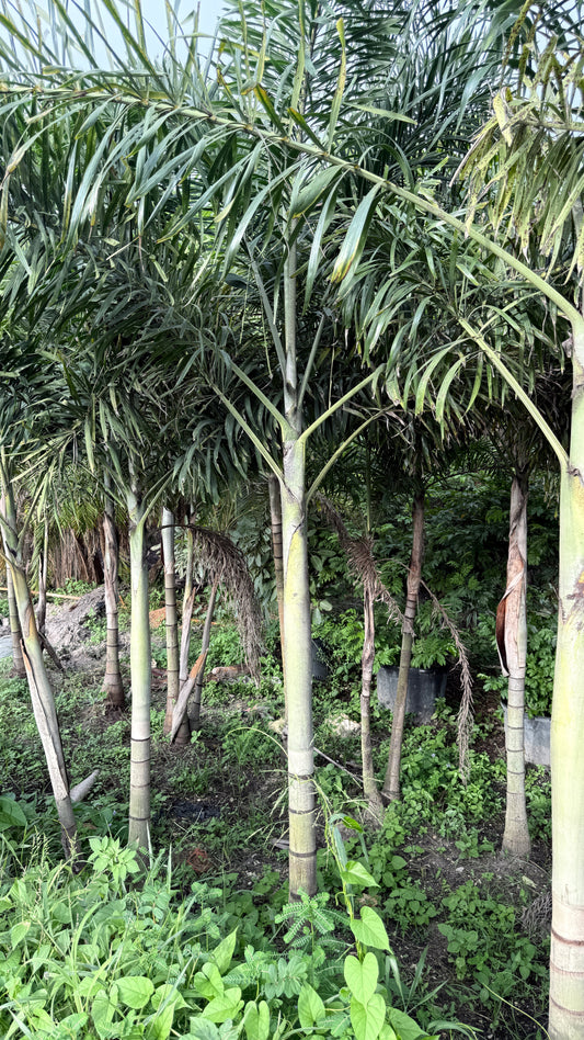 Foxtail Palm