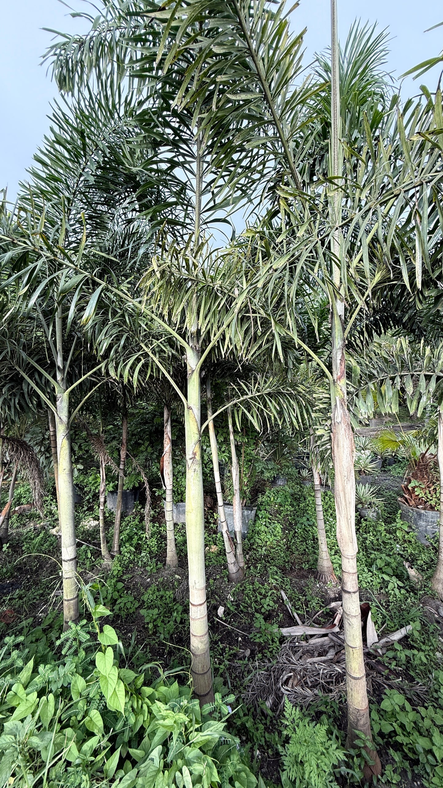 Foxtail Palm